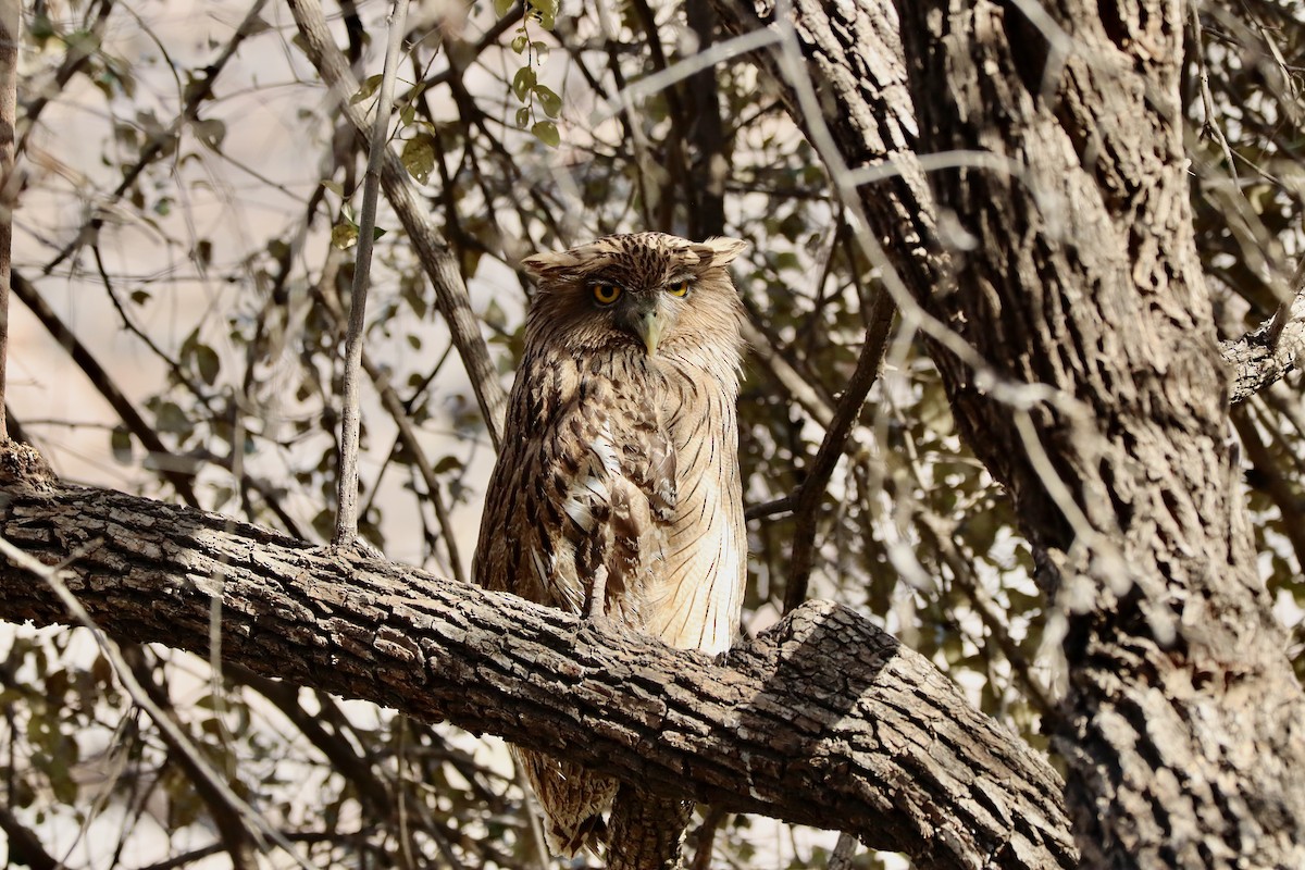 Brown Fish-Owl - Amanda Damin