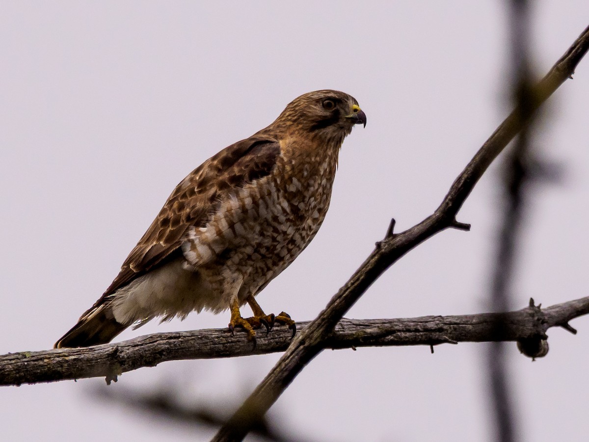 Broad-winged Hawk - ML616549099