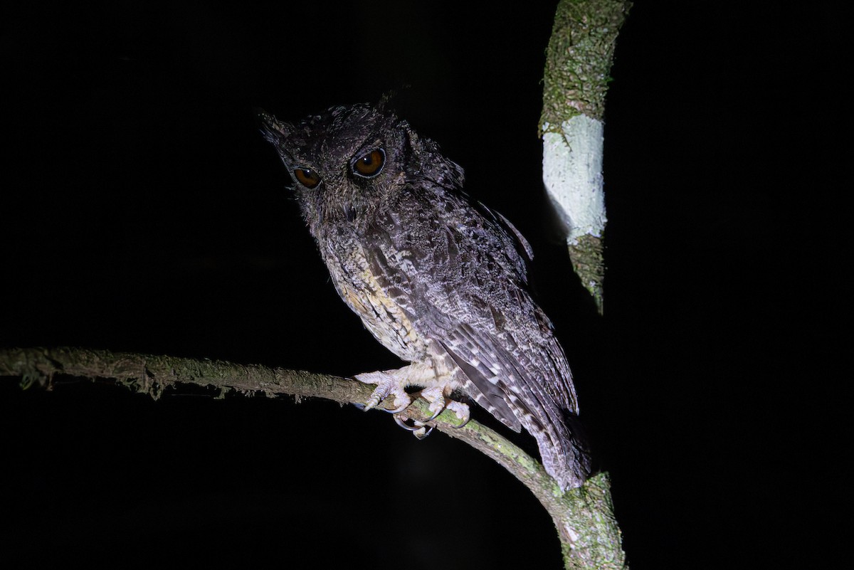 Tawny-bellied Screech-Owl - Mason Flint