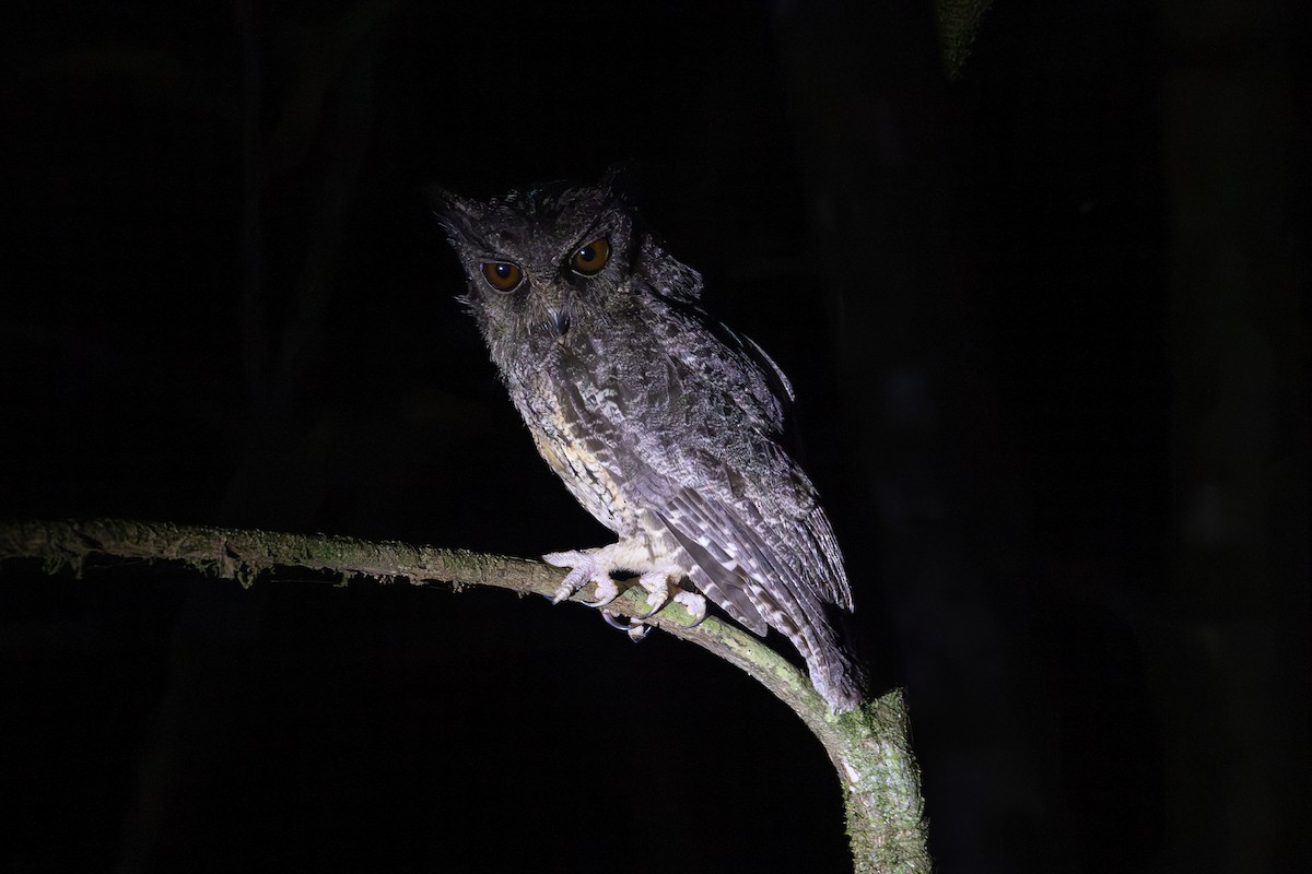 Tawny-bellied Screech-Owl - Mason Flint