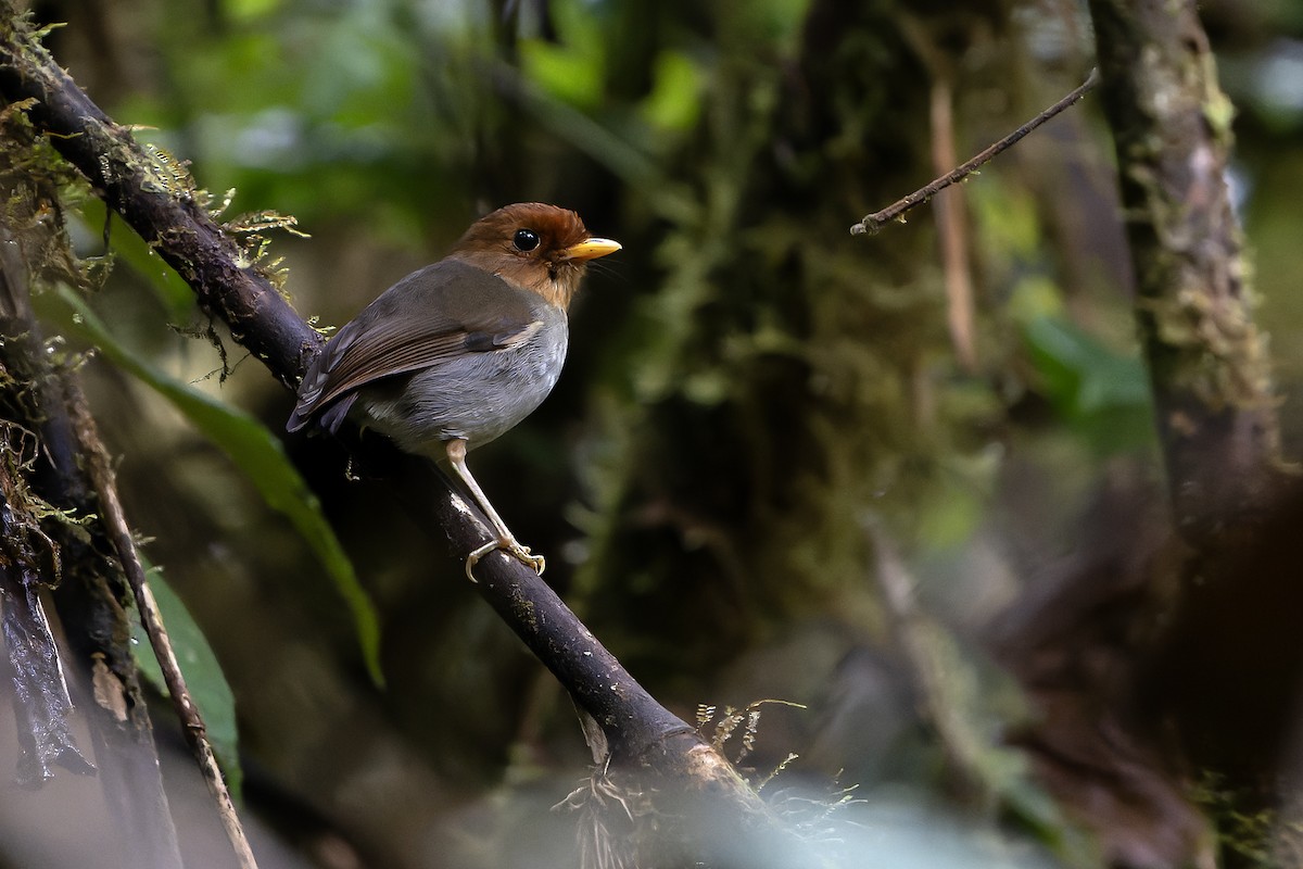 Hooded Antpitta - ML616549114