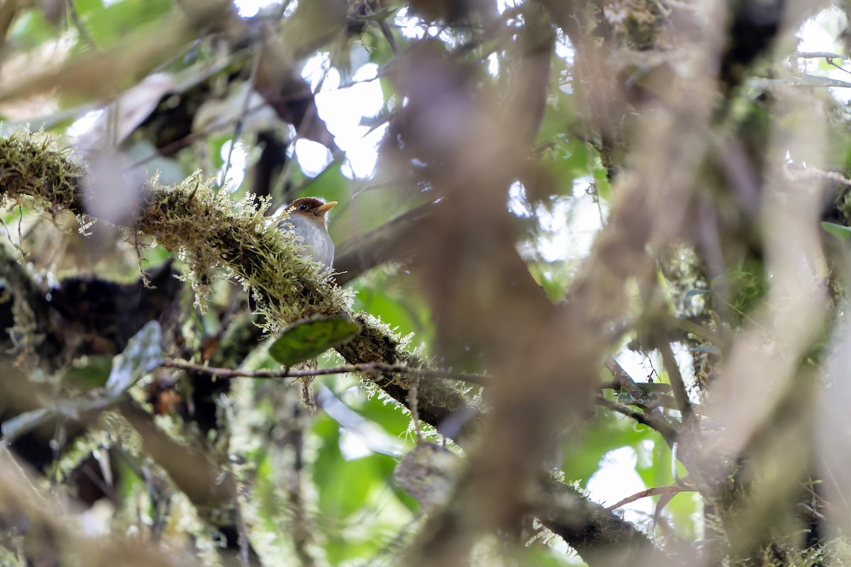 Hooded Antpitta - ML616549116