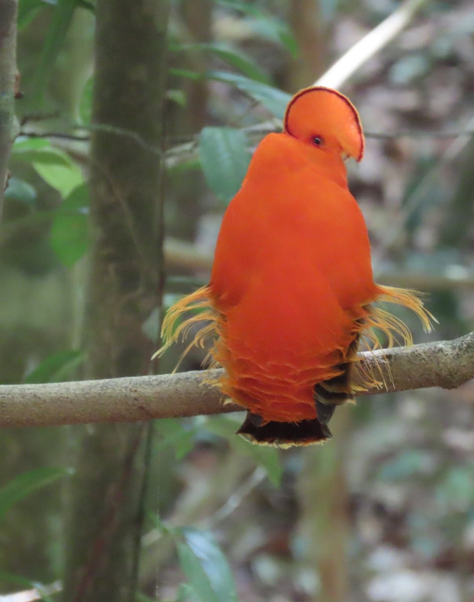 Guianan Cock-of-the-rock - ML616549144