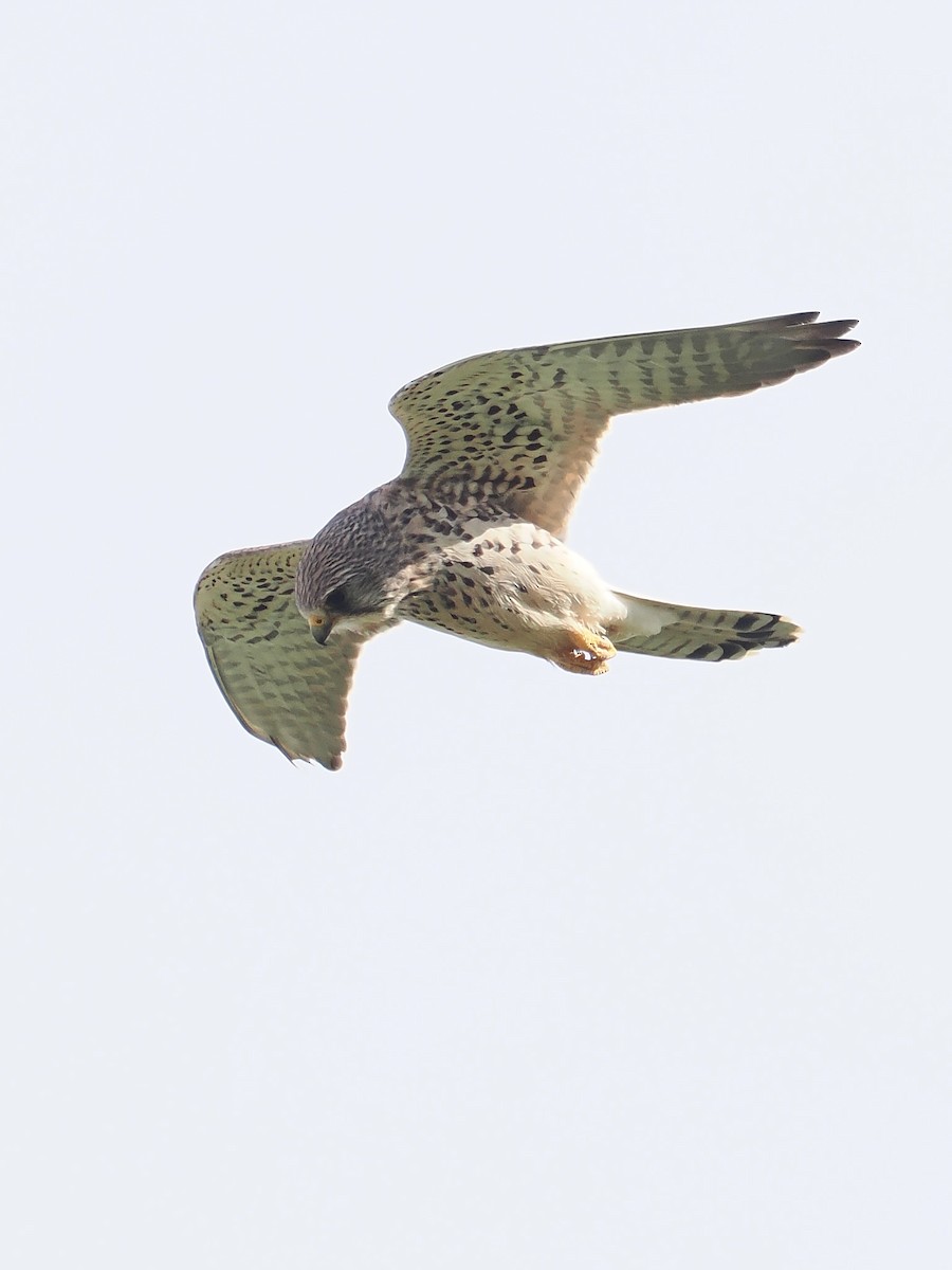 Eurasian Kestrel - ML616549181