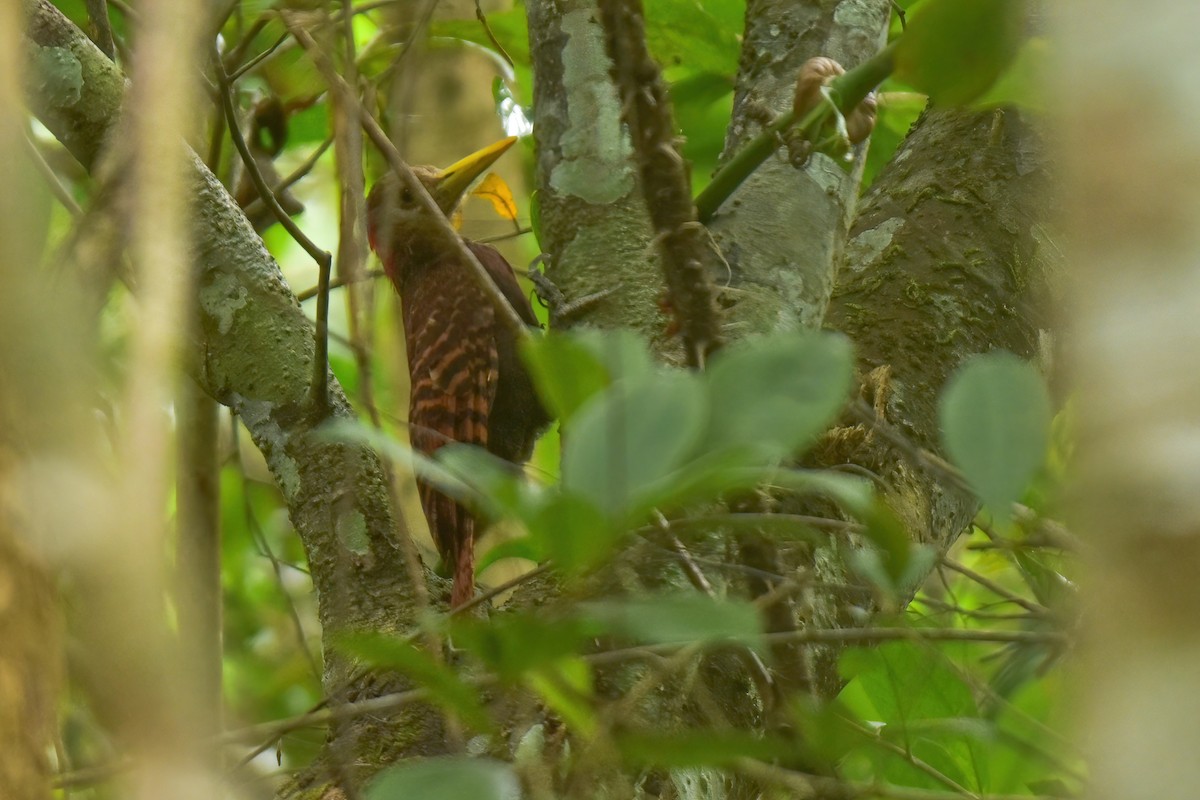 Bay Woodpecker - Thitiphon Wongkalasin