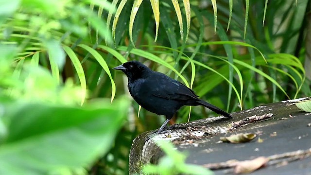 Scrub Blackbird - ML616549241