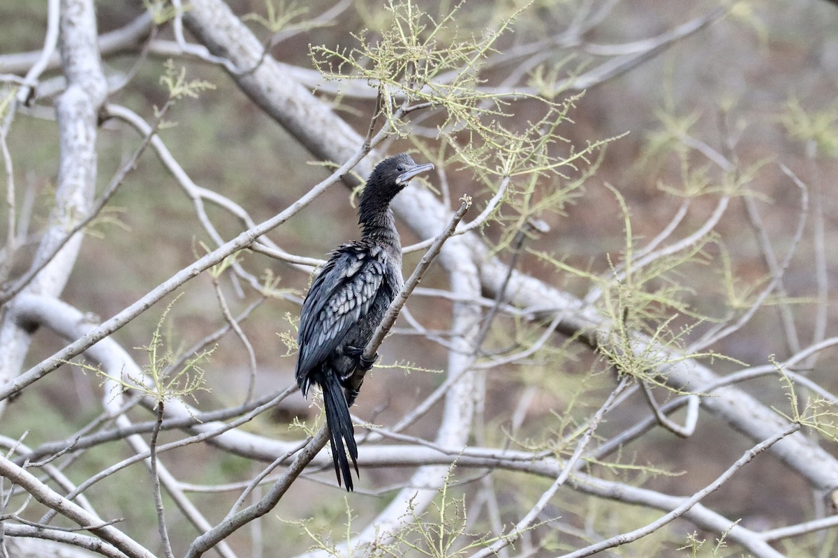 Little Cormorant - ML616549256