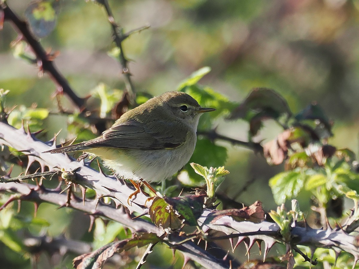 Willow Warbler - ML616549312