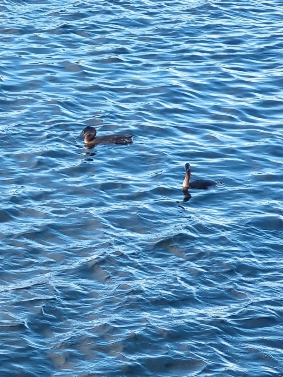 Great Grebe - ML616549333