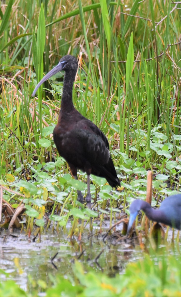 Glossy Ibis - ML616549351