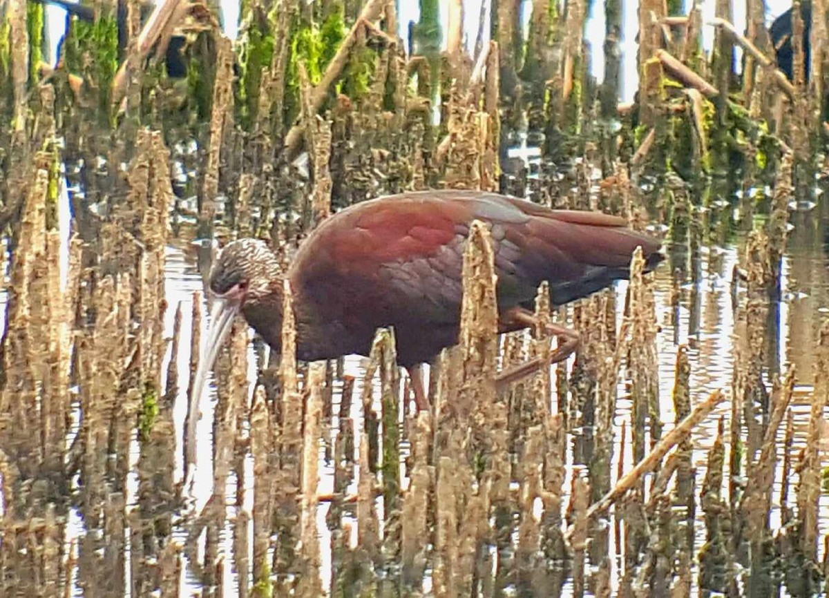 White-faced Ibis - Ritch Lilly