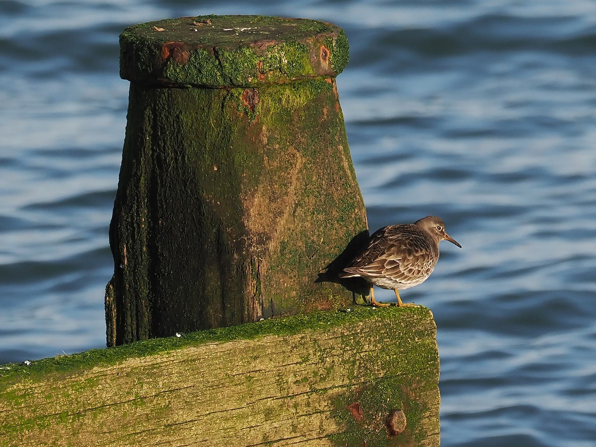 Purple Sandpiper - ML616549380