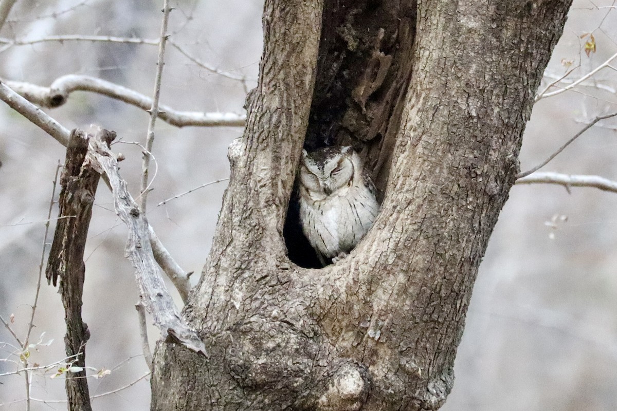 Indian Scops-Owl - ML616549417