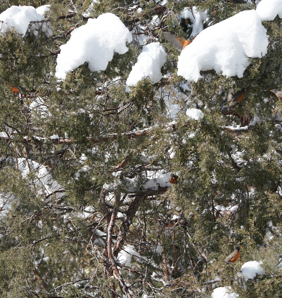 American Robin - ML616549442