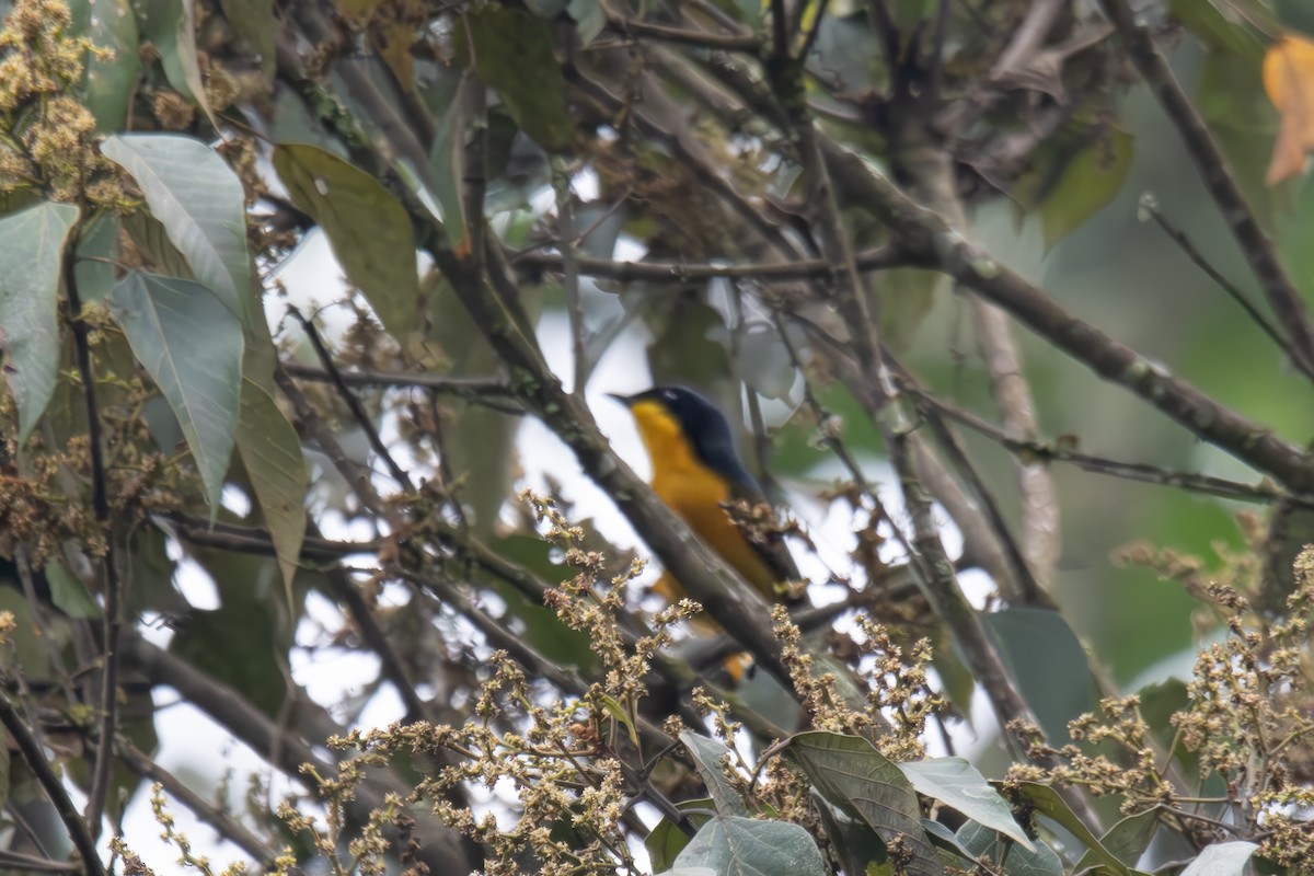 Black-fronted Bushshrike - ML616549443