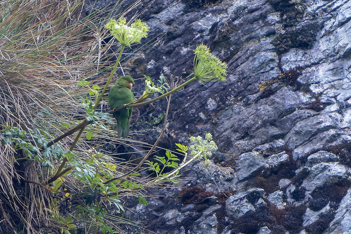 Rufous-fronted Parakeet - Daniel López-Velasco | Ornis Birding Expeditions