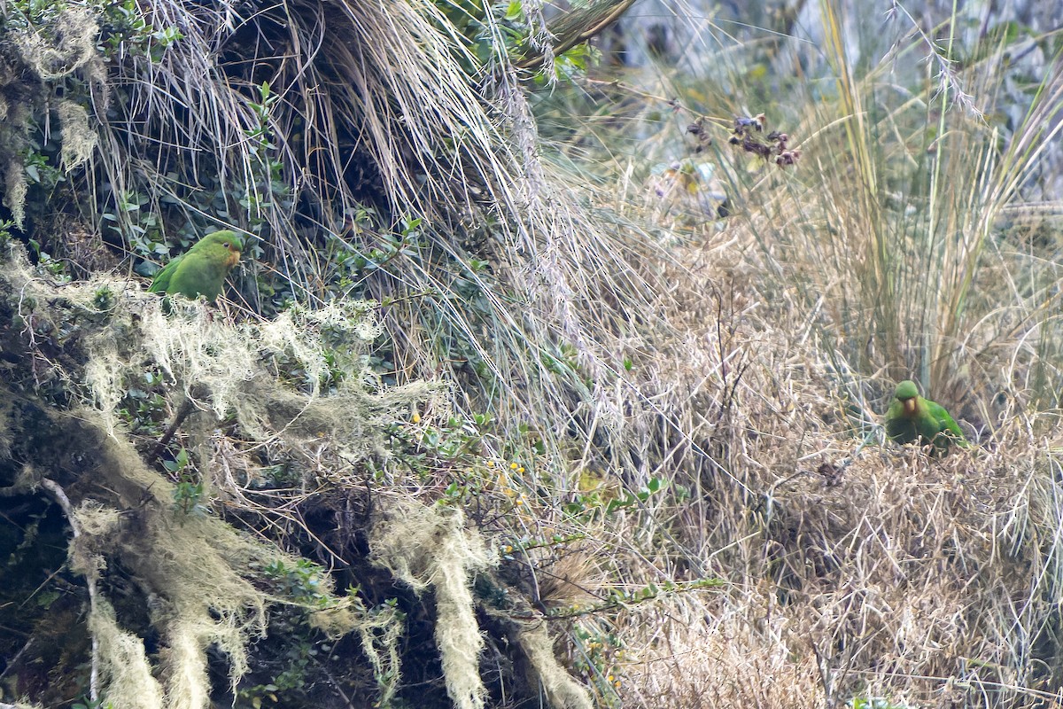 Rufous-fronted Parakeet - Daniel López-Velasco | Ornis Birding Expeditions