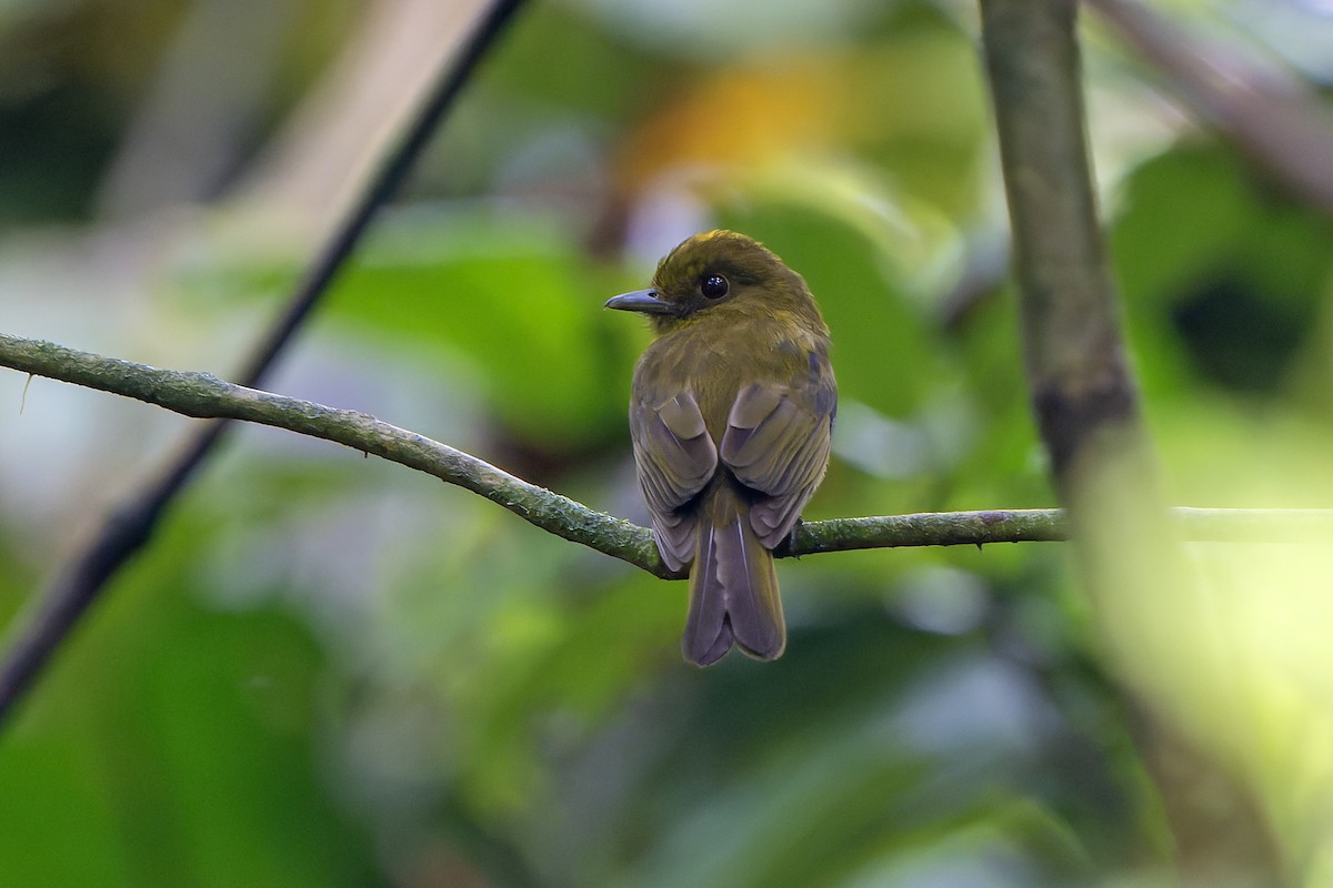 Sapayoa - Daniel López-Velasco | Ornis Birding Expeditions