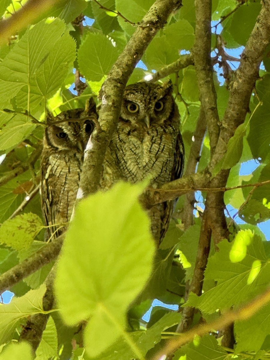 Tropical Screech-Owl - ML616549529