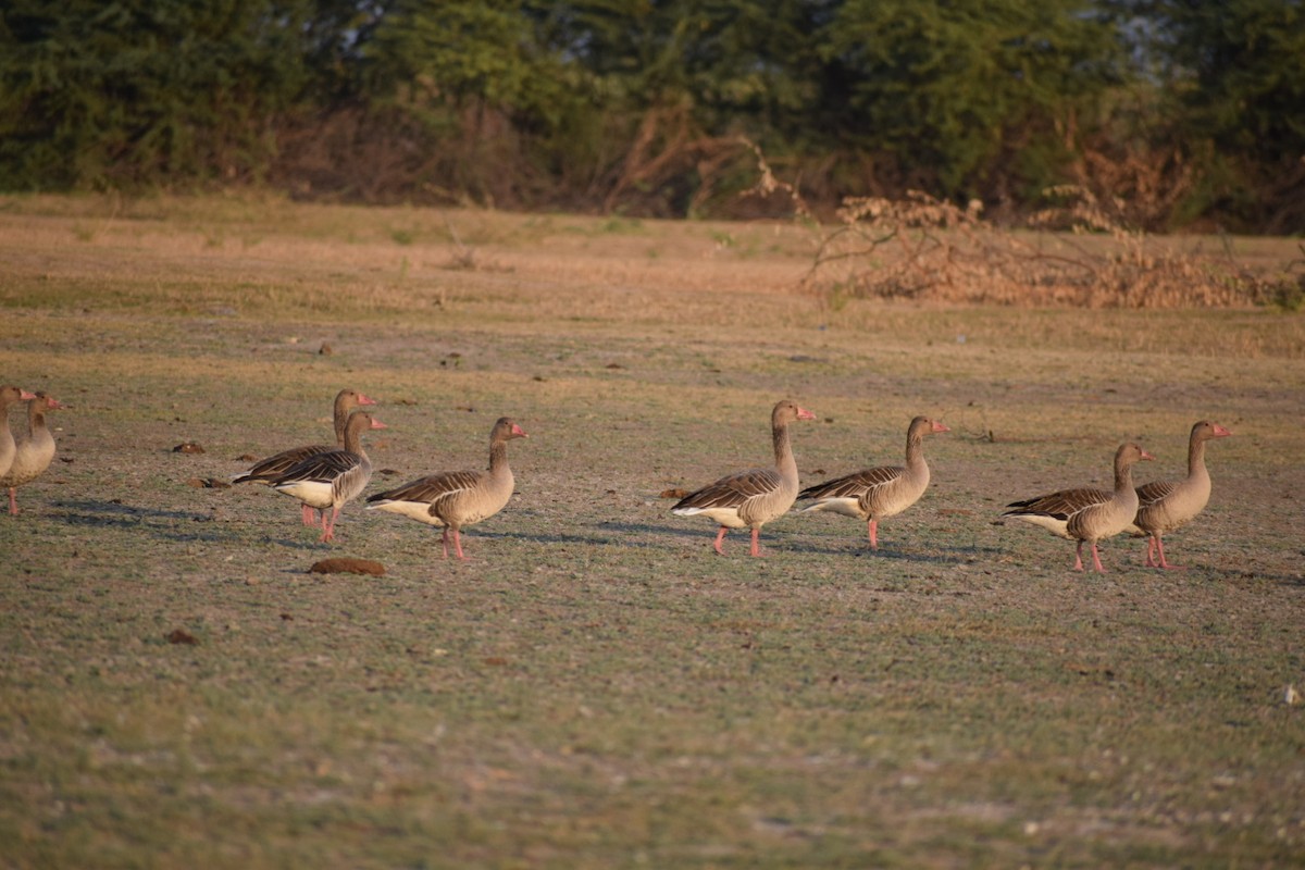 Graylag Goose - ML616549542