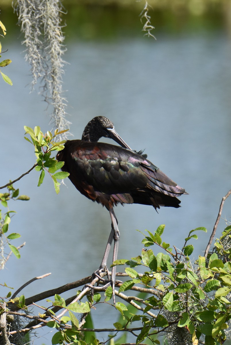 Glossy Ibis - ML616549551