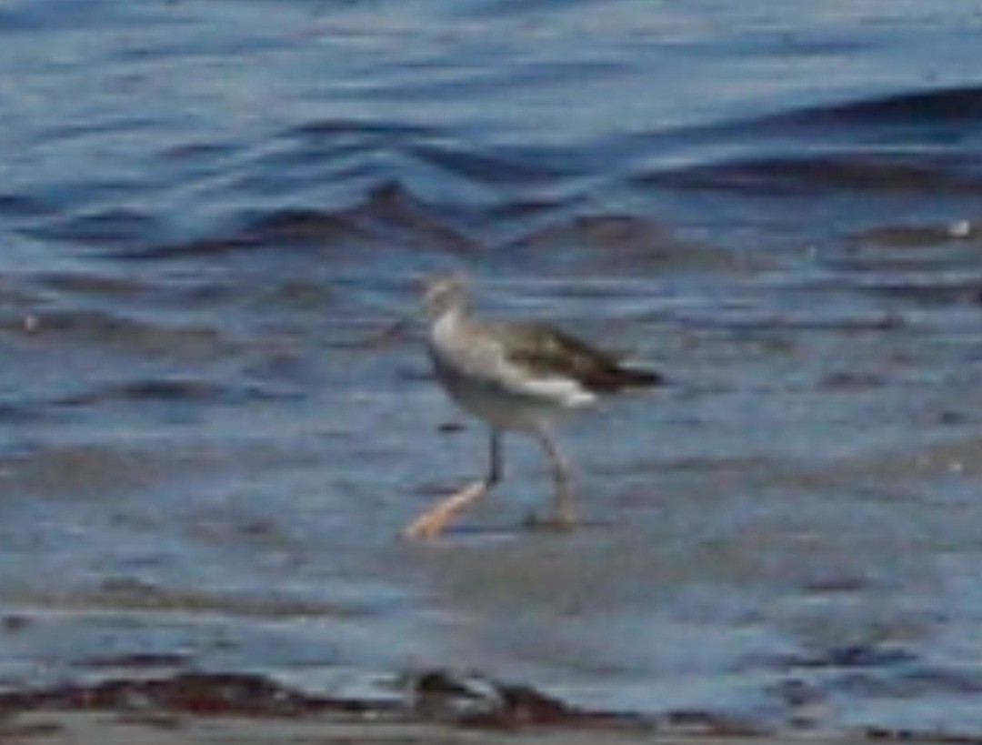 Willet - ML616549565