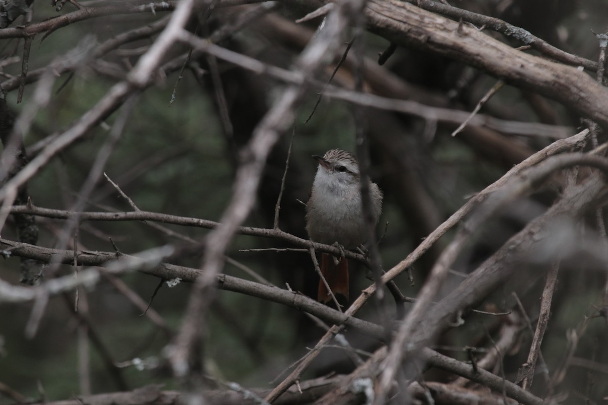 Stripe-crowned Spinetail - ML616549580