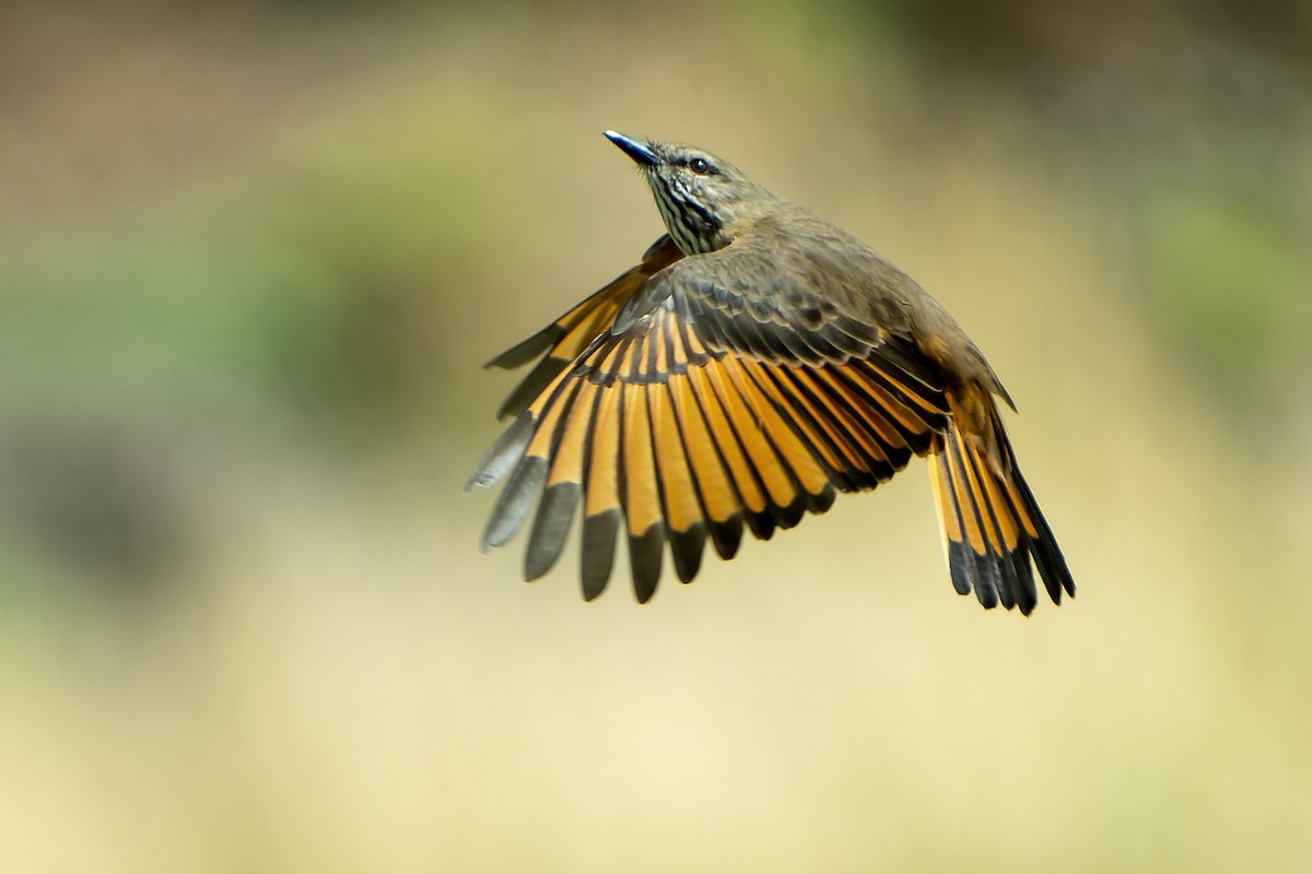 Streak-throated Bush-Tyrant - Daniel López-Velasco | Ornis Birding Expeditions