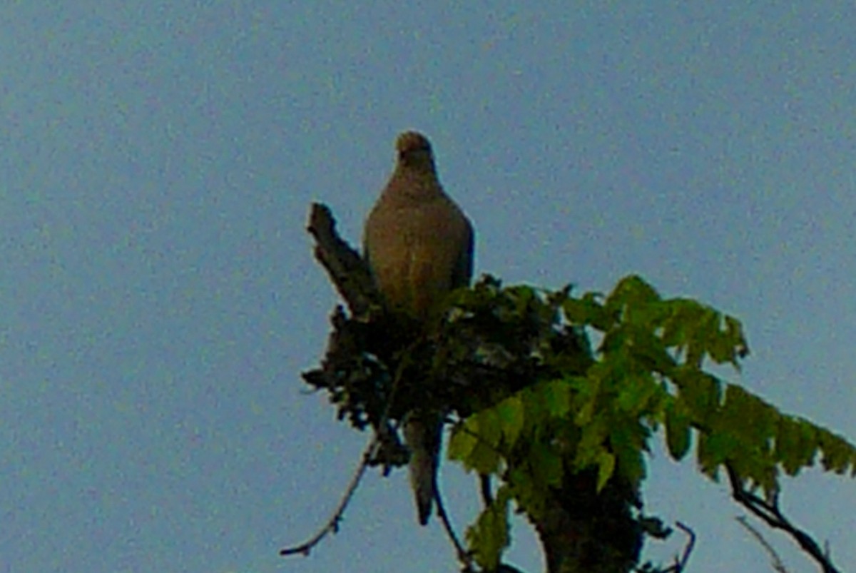 Mourning Dove - ML616549593