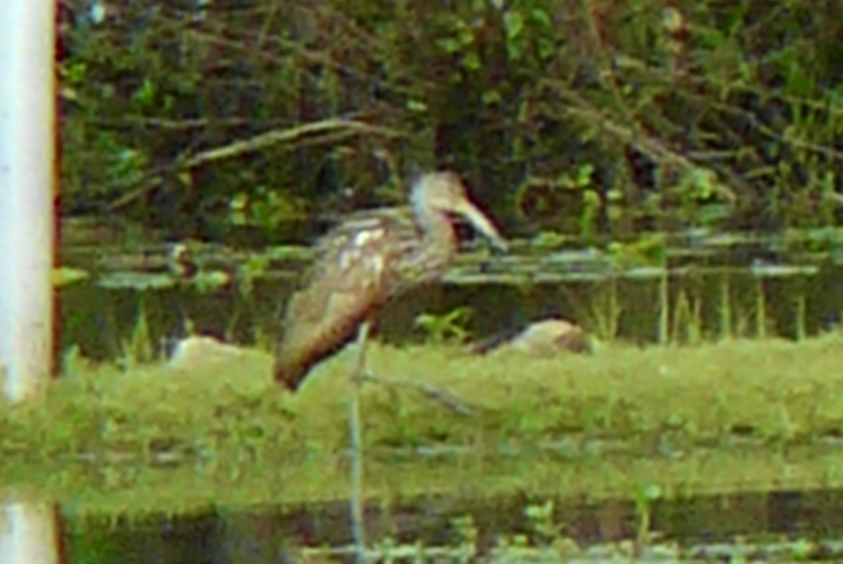 Limpkin - ML616549606