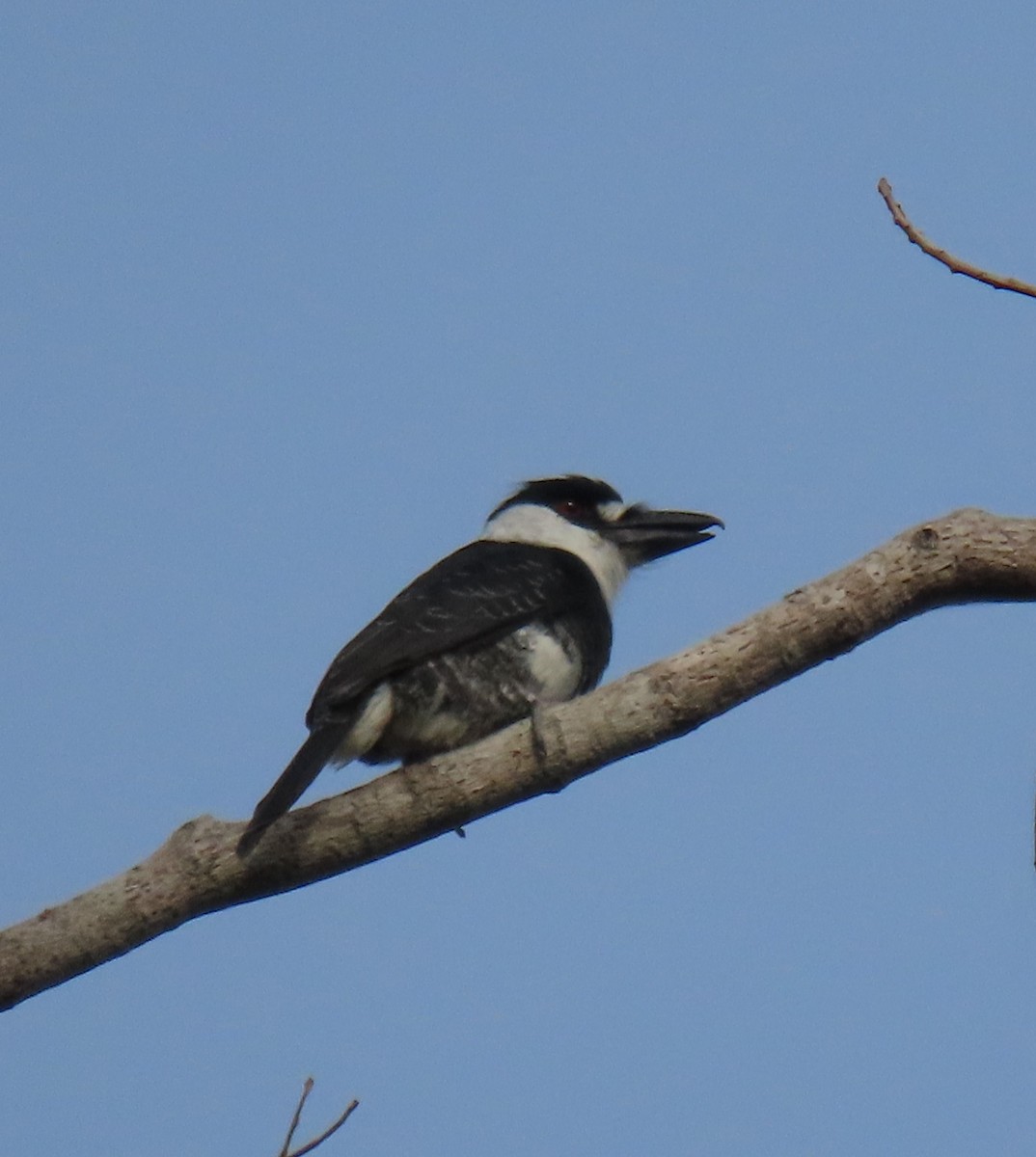 Tamatia à gros bec - ML616549613