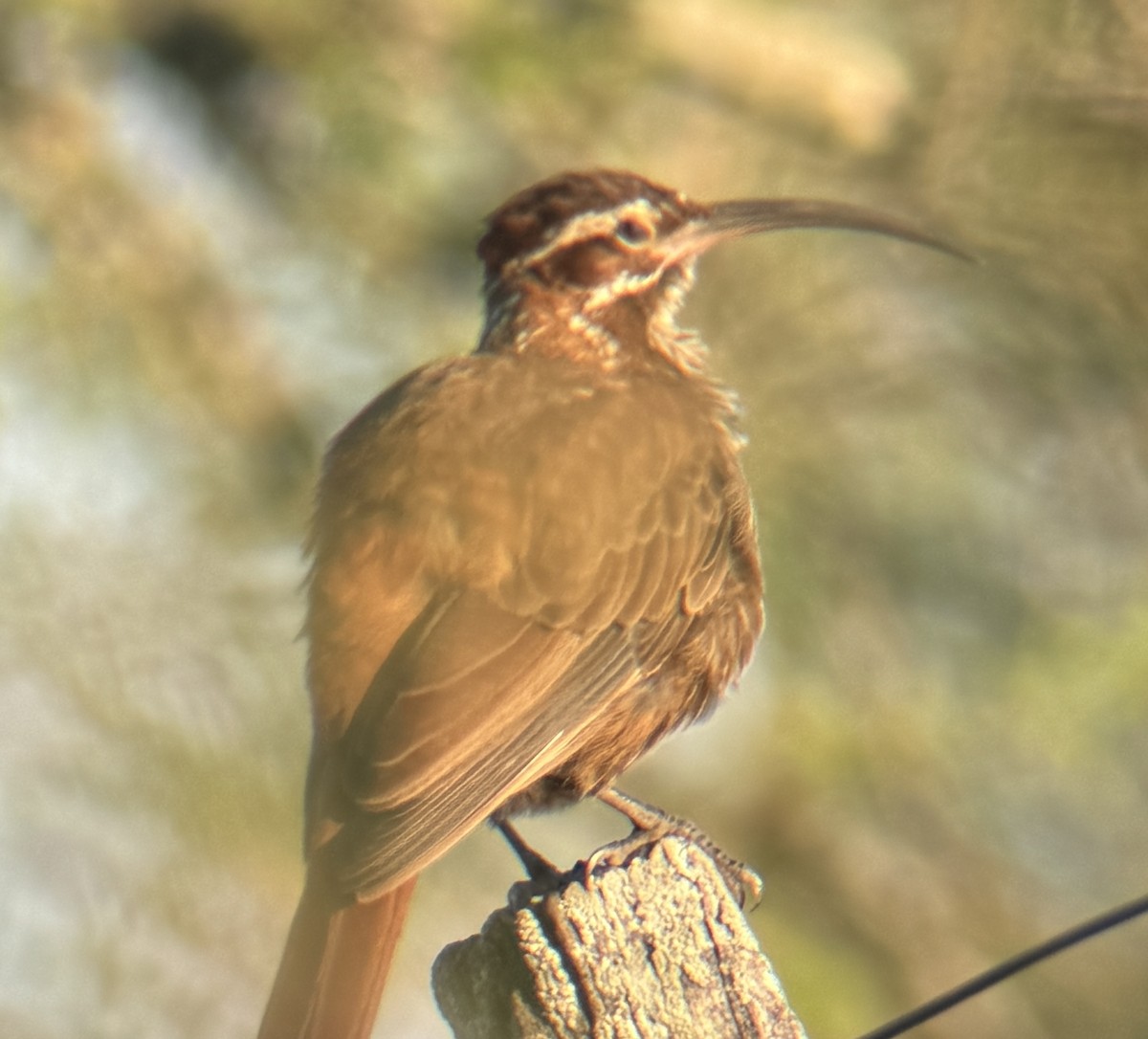 Scimitar-billed Woodcreeper - ML616549616