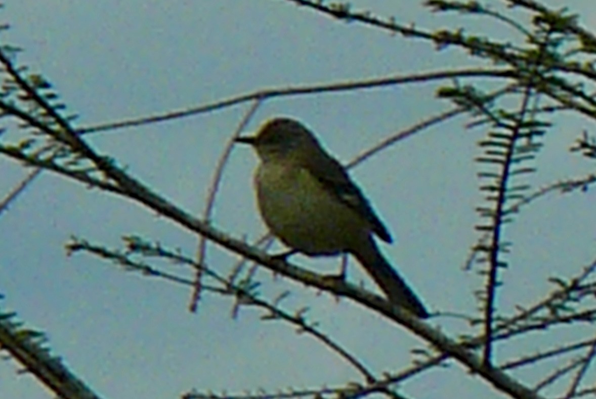 Northern Mockingbird - ML616549632