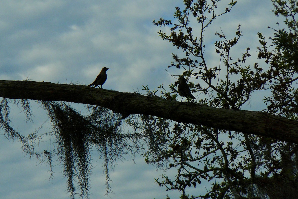 Northern Mockingbird - ML616549633