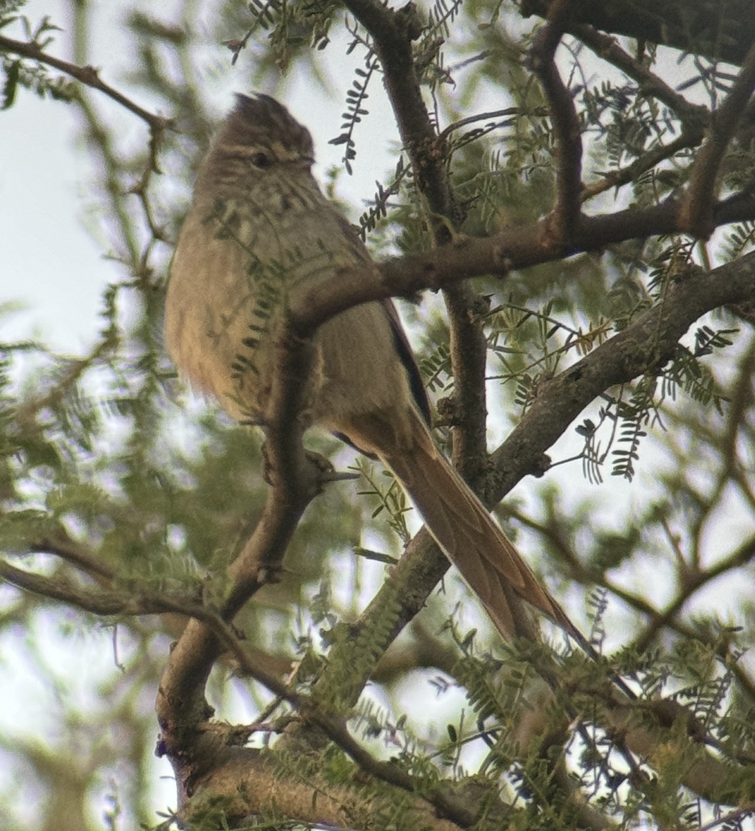 Tufted Tit-Spinetail - ML616549641
