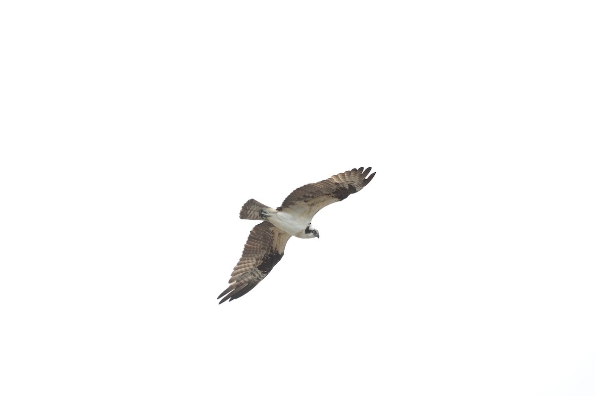 Osprey (American) - ML616549642