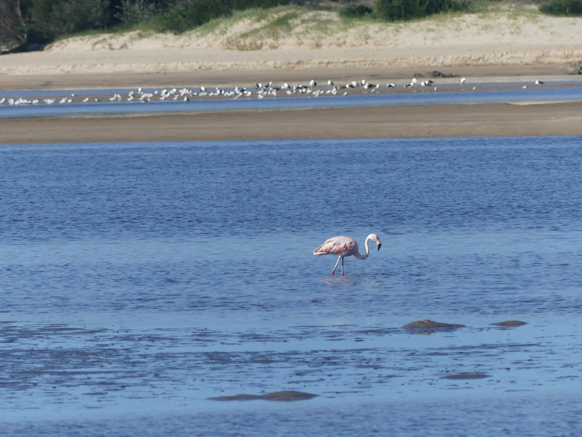 Chilean Flamingo - ML616549661