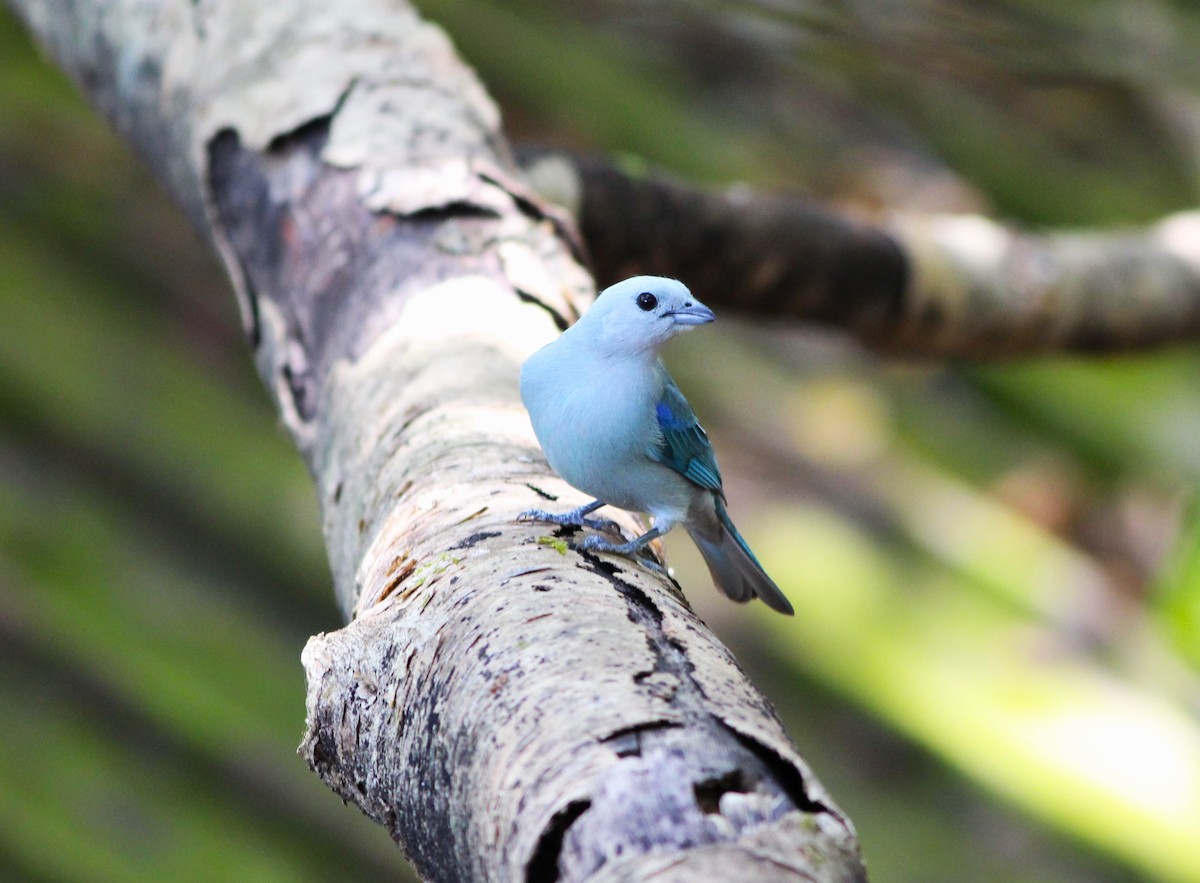 Blue-gray Tanager - ML616549662