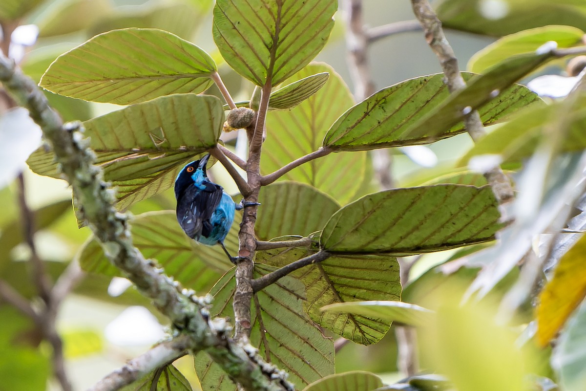 Turquoise Dacnis - ML616549665