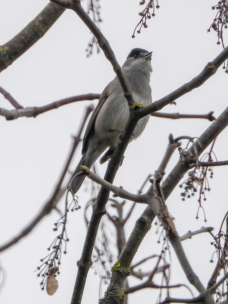 Eurasian Blackcap - ML616549669