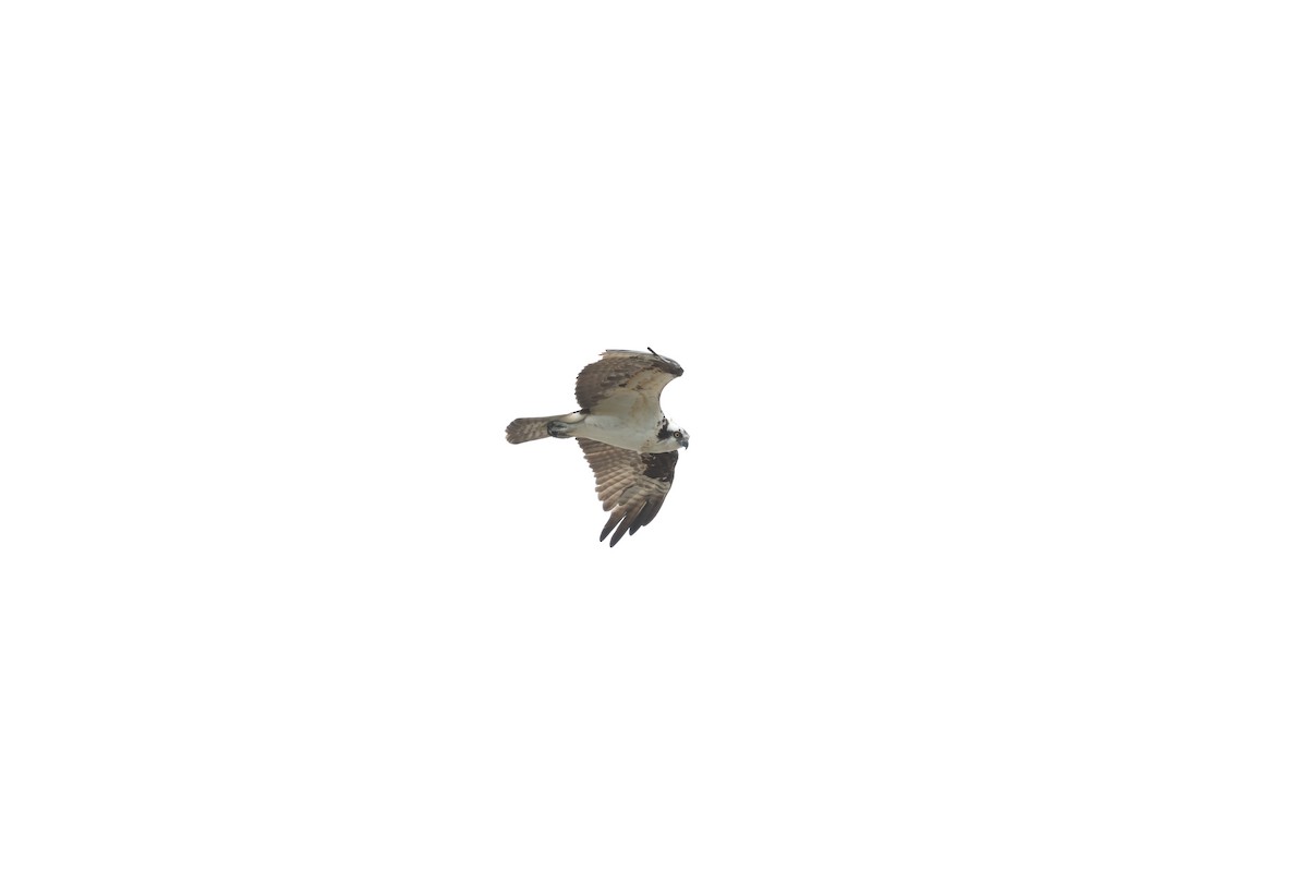 Osprey (American) - ML616549689
