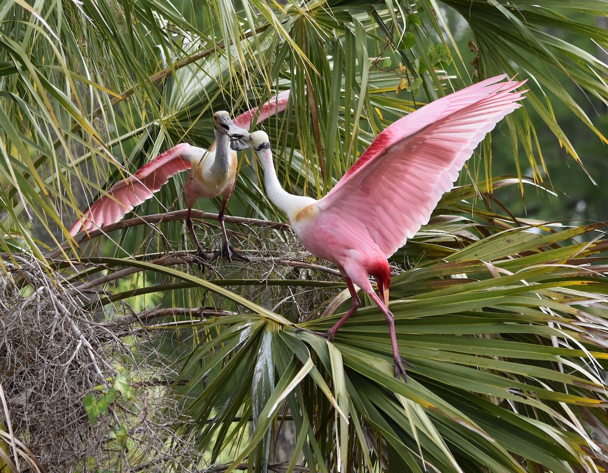 Roseate Spoonbill - ML616549729