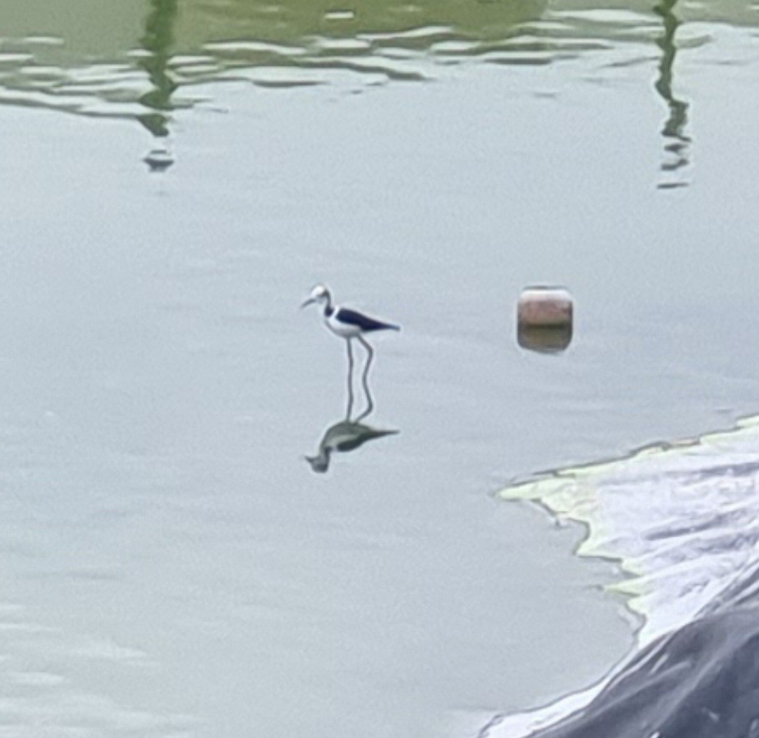 Black-necked Stilt - ML616549749