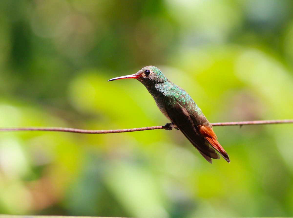 Rufous-tailed Hummingbird - ML616549775