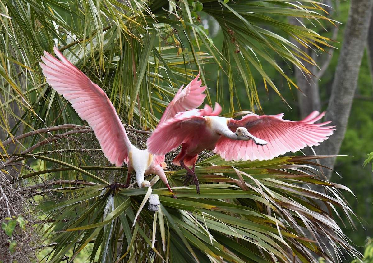 Roseate Spoonbill - ML616549777