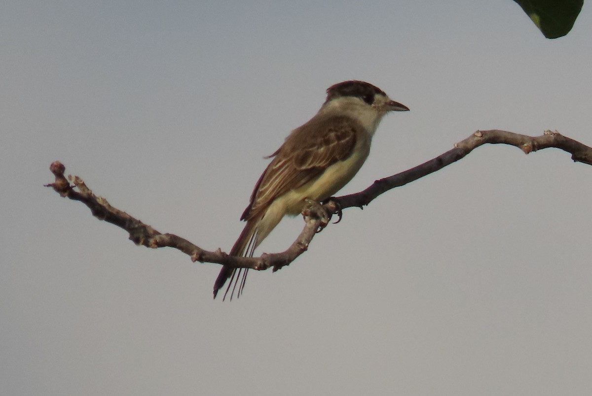 Short-crested Flycatcher - ML616549779