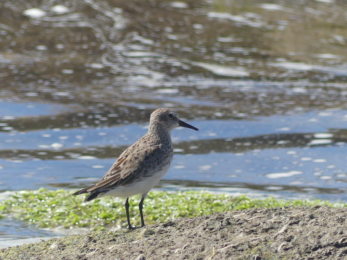 White-rumped Sandpiper - ML616549780