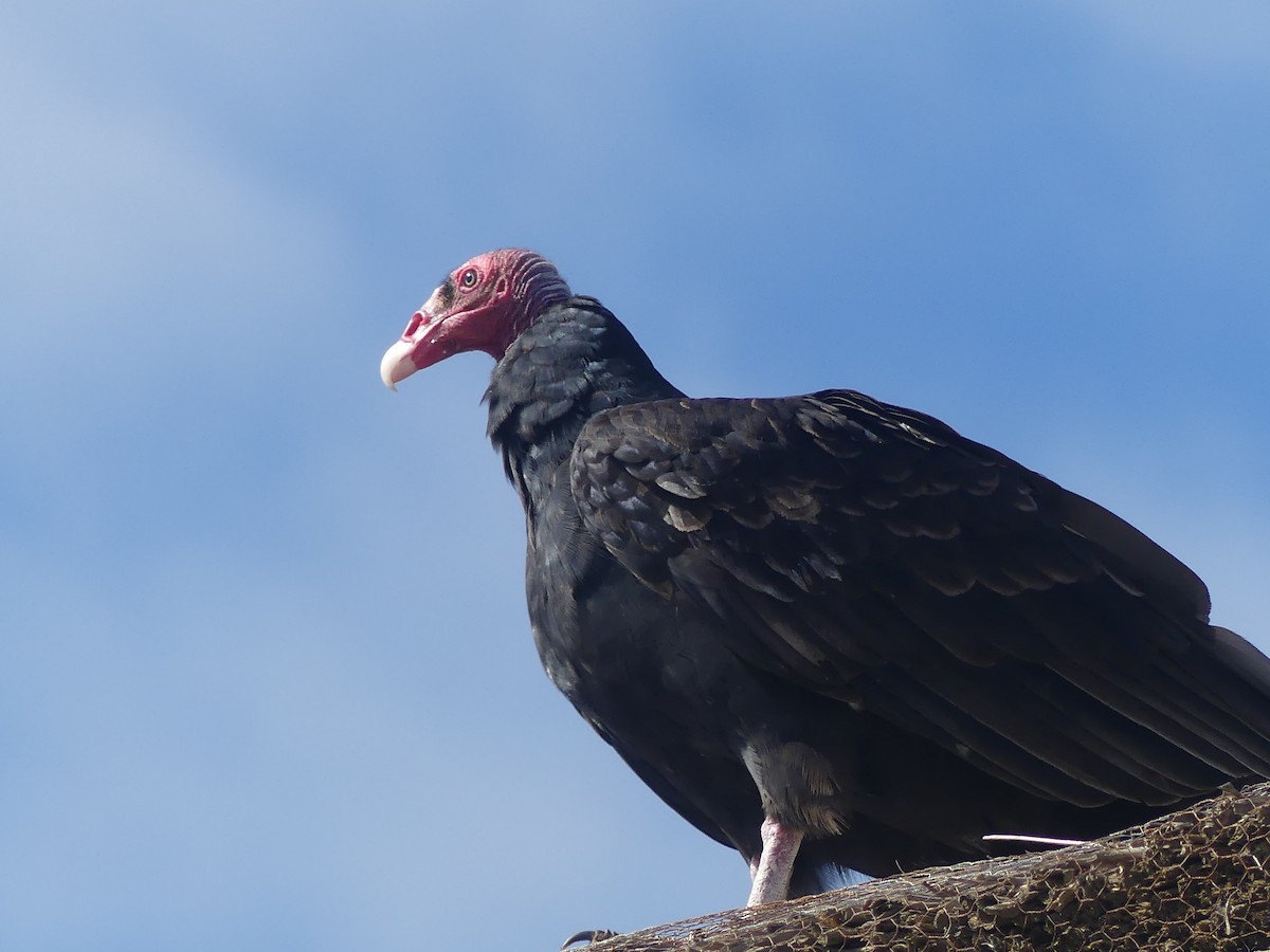 Turkey Vulture - Fernando Vilariño