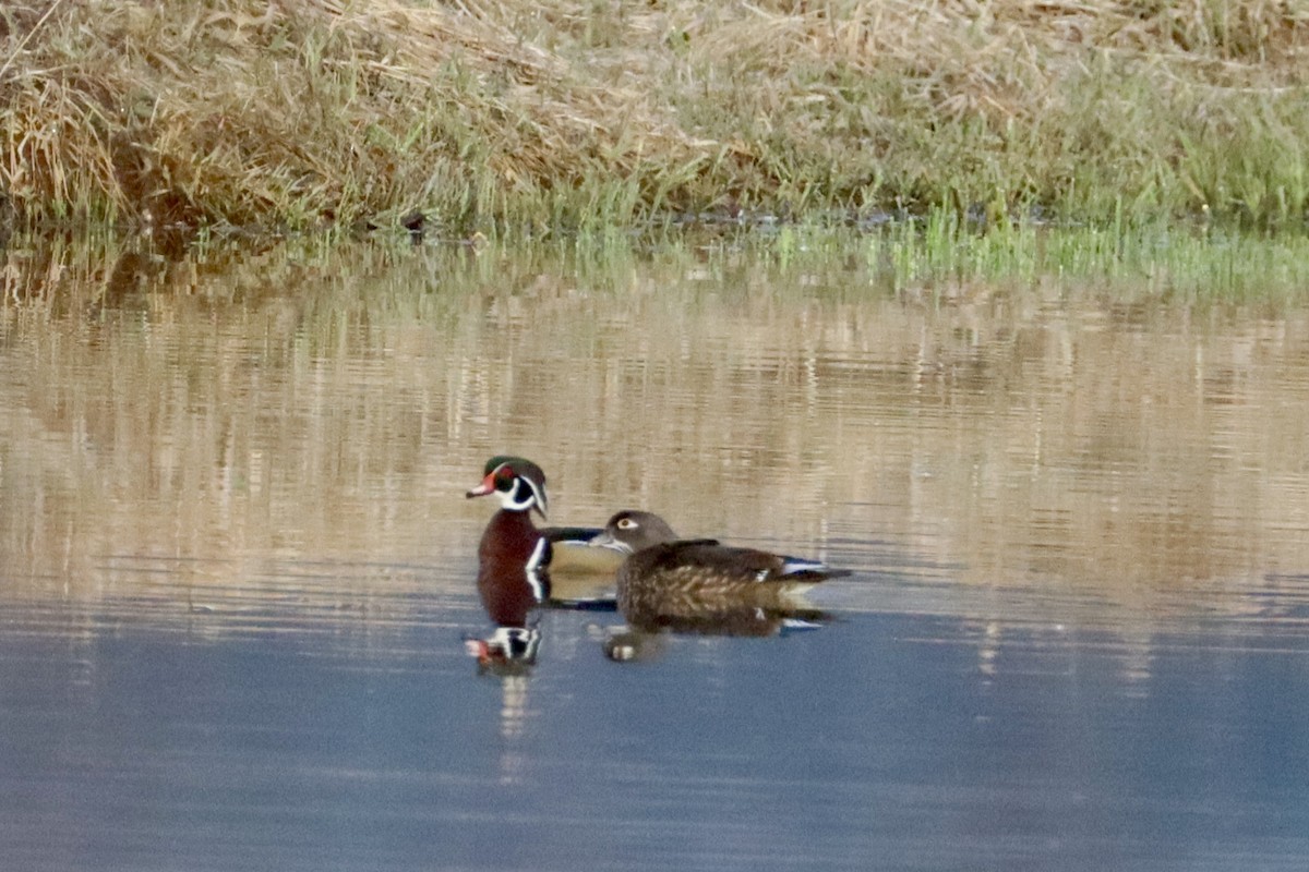 Wood Duck - ML616549805