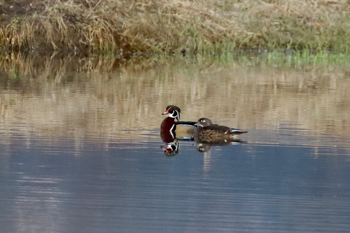 Wood Duck - ML616549806